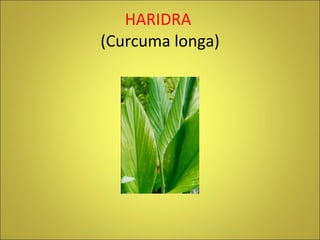 HARIDRA  (Curcuma longa) 