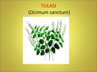 TULASI  (Ocimum sanctum) 