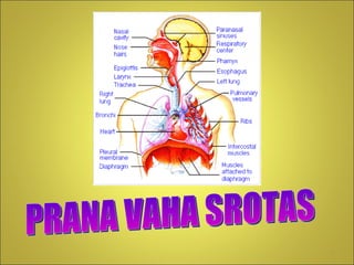 PRANA VAHA SROTAS 