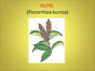 KUTKI  (Picrorrhiza kurroa) 