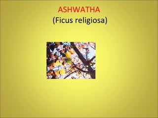 ASHWATHA  (Ficus religiosa) 