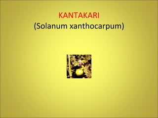KANTAKARI (Solanum xanthocarpum) 