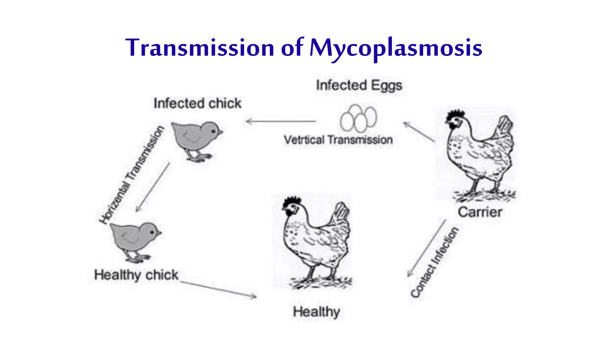 Respiratory diseases of chicken (updated) | PPSX Respiratory diseases of chicken (updated) | PPSX