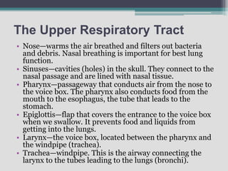 The Upper Respiratory Tract
• Nose—warms the air breathed and filters out bacteria
and debris. Nasal breathing is important for best lung
function.
• Sinuses—cavities (holes) in the skull. They connect to the
nasal passage and are lined with nasal tissue.
• Pharynx—passageway that conducts air from the nose to
the voice box. The pharynx also conducts food from the
mouth to the esophagus, the tube that leads to the
stomach.
• Epiglottis—flap that covers the entrance to the voice box
when we swallow. It prevents food and liquids from
getting into the lungs.
• Larynx—the voice box, located between the pharynx and
the windpipe (trachea).
• Trachea—windpipe. This is the airway connecting the
larynx to the tubes leading to the lungs (bronchi).
 