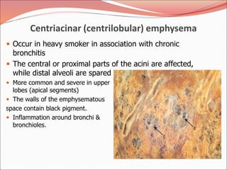Centriacinar (centrilobular) emphysema
 Occur in heavy smoker in association with chronic
bronchitis
 The central or proximal parts of the acini are affected,
while distal alveoli are spared
 More common and severe in upper
lobes (apical segments)
 The walls of the emphysematous
space contain black pigment.
 Inflammation around bronchi &
bronchioles.
 