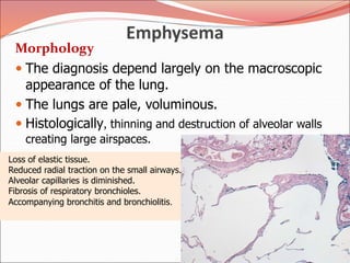 Emphysema
Morphology
 The diagnosis depend largely on the macroscopic
appearance of the lung.
 The lungs are pale, voluminous.
 Histologically, thinning and destruction of alveolar walls
creating large airspaces.
Loss of elastic tissue.
Reduced radial traction on the small airways.
Alveolar capillaries is diminished.
Fibrosis of respiratory bronchioles.
Accompanying bronchitis and bronchiolitis.
 