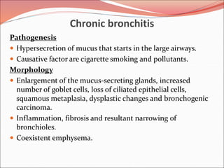 Chronic bronchitis
Pathogenesis
 Hypersecretion of mucus that starts in the large airways.
 Causative factor are cigarette smoking and pollutants.
Morphology
 Enlargement of the mucus-secreting glands, increased
number of goblet cells, loss of ciliated epithelial cells,
squamous metaplasia, dysplastic changes and bronchogenic
carcinoma.
 Inflammation, fibrosis and resultant narrowing of
bronchioles.
 Coexistent emphysema.
 