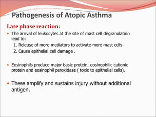 Pathogenesis of Atopic Asthma
Late phase reaction:
 The arrival of leukocytes at the site of mast cell degranulation
lead to:
1. Release of more mediators to activate more mast cells
2. Cause epithelial cell damage .
 Eosinophils produce major basic protein, eosinophilic cationic
protein and eosinophil peroxidase ( toxic to epithelial cells).
 These amplify and sustains injury without additional
antigen.
 
