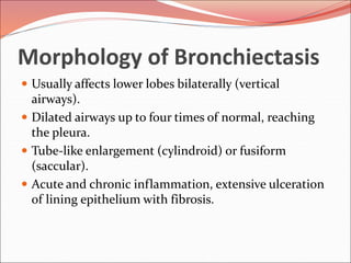 Morphology of Bronchiectasis
 Usually affects lower lobes bilaterally (vertical
airways).
 Dilated airways up to four times of normal, reaching
the pleura.
 Tube-like enlargement (cylindroid) or fusiform
(saccular).
 Acute and chronic inflammation, extensive ulceration
of lining epithelium with fibrosis.
 