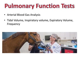 Respiratory diseases of horses | PPTX