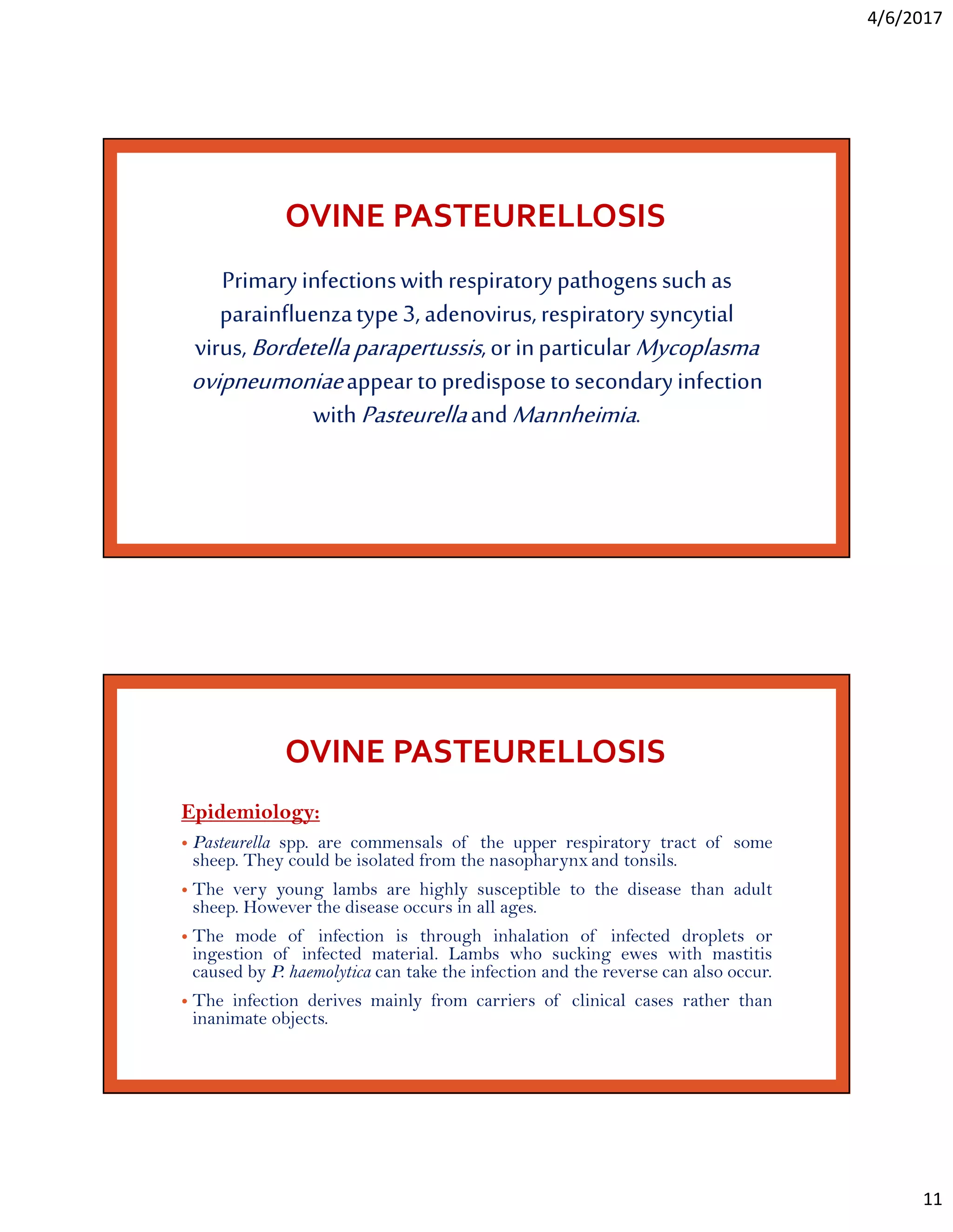 Respiratory diseases of sheep and goats