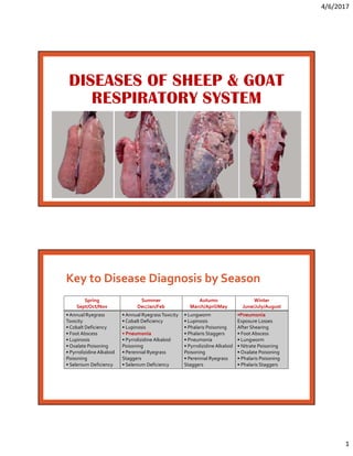 4/6/2017
1
Key to Disease Diagnosis by Season
Spring
Sept/Oct/Nov
Summer
Dec/Jan/Feb
Autumn
March/April/May
Winter
June/July/August
• Annual Ryegrass
Toxicity
• Cobalt Deficiency
• Foot Abscess
• Lupinosis
• Oxalate Poisoning
• Pyrrolizidine Alkaloid
Poisoning
• Selenium Deficiency
• Annual RyegrassToxicity
• Cobalt Deficiency
• Lupinosis
• Pneumonia
• Pyrrolizidine Alkaloid
Poisoning
• Perennial Ryegrass
Staggers
• Selenium Deficiency
• Lungworm
• Lupinosis
• Phalaris Poisoning
• Phalaris Staggers
• Pneumonia
• Pyrrolizidine Alkaloid
Poisoning
• Perennial Ryegrass
Staggers
•Pneumonia
Exposure Losses
After Shearing
• Foot Abscess
• Lungworm
• Nitrate Poisoning
• Oxalate Poisoning
• Phalaris Poisoning
• Phalaris Staggers
Dr.Soliman Mohammed Soliman
Lecturer of Infectious Diseases
 