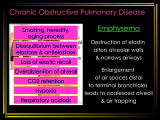 Chronic Obstructive Pulmonary Disease Emphysema Destruction of elastin  alters alveolar walls & narrows airways Enlargement  of air spaces distal to terminal bronchioles  leads to coalesced alveoli & air trapping [email_address] respi disorders Smoking, heredity, aging process Loss of elastic recoil Disequilibrium between elastase & antielastase Overdistention of alveoli CO2 retention Hypoxia Respiratory acidosis 