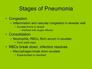 Stages of Pneumonia Congestion Inflammation and vascular congestion in alveolar wall Exudate forms in alveoli Interferes with oxygen diffusion Consolidation Neutrophils, RBCs, fibrin accum in exudate Form solid mass RBCs break down, infection resolves Macrophages break down exudate Expectorated or resorbed 