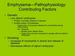 Emphysema—Pathophysiology:  Contributing Factors Genetic Low alpha1-antitrypsin Protein normally present in tissues Inhibits action of proteases Destruction of enzymes released by neutrophils during inflammation Ex:  Elastase Breaks down elastic fibers Destructive process increases in people with low alpha1-antitrypsin Smoking Increases # neutrophils in alveoli and release of elastase Decreases effects of alpha1-antityrpsin 