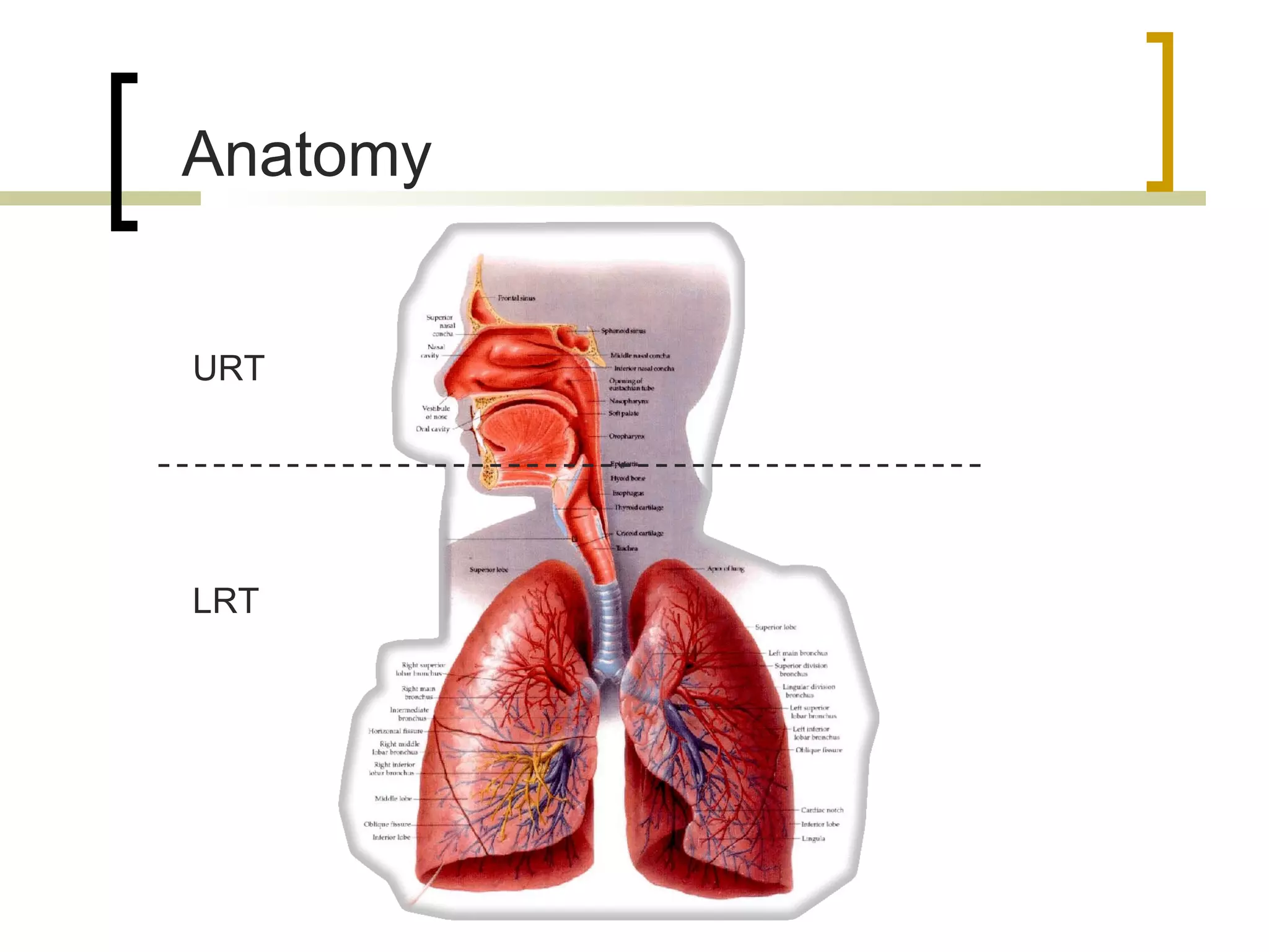 Respiratory disorders in children | PPT
