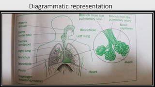 Diagrammatic representation
 
