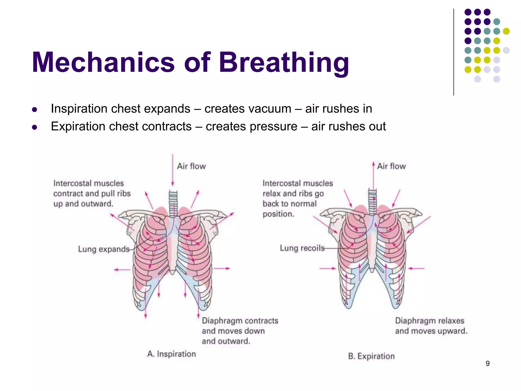 Barry Kidd 2010 9
Mechanics of Breathing
 Inspiration chest expands – creates vacuum – air rushes in
 Expiration chest contracts – creates pressure – air rushes out
 
