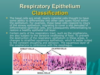 Respiratory Epithelium
                Classification
   The basal cells are small, nearly cuboidal cells thought to have
    some ability to differentiate into other cells types found within
    the epithelium. For example, these basal cells respond to injury
    of the airway epithelium, migrating to cover a site denuded of
    differentiated epithelial cells, and subsequently differentiating to
    restore a healthy epithelial cell layer.
   Certain parts of the respiratory tract, such as the oropharynx,
    are also subject to the abrasive swallowing of food. To prevent
    the destruction of the respiratory epithelium in these areas, it
    changes to stratified squamous epithelium, which is better suited
    to the constant sloughing and abrasion. The squamous layer of
    the oropharynx is continuous with the esophagus.
 