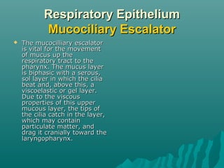 Respiratory Epithelium
           Mucociliary Escalator
   The mucocilliary escalator
    is vital for the movement
    of mucus up the
    respiratory tract to the
    pharynx. The mucus layer
    is biphasic with a serous,
    sol layer in which the cilia
    beat and, above this, a
    viscoelastic or gel layer.
    Due to the viscous
    properties of this upper
    mucous layer, the tips of
    the cilia catch in the layer,
    which may contain
    particulate matter, and
    drag it cranially toward the
    laryngopharynx.
 