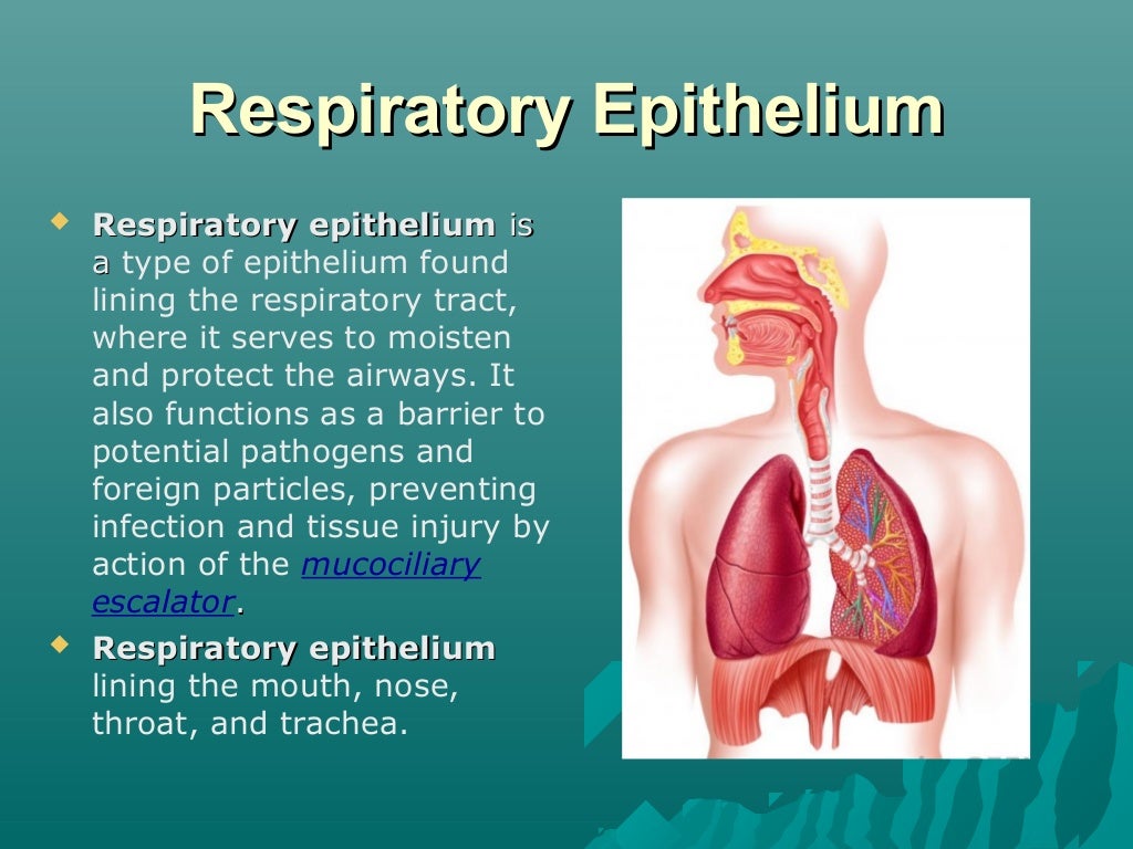 Respiratory epithelium
