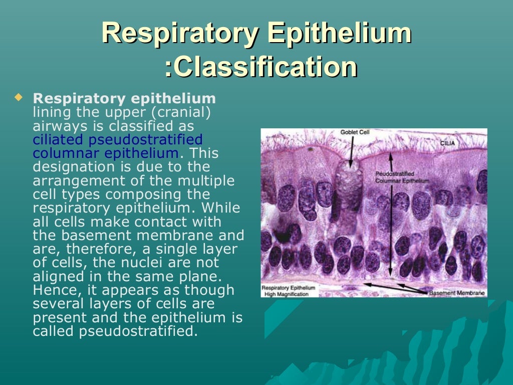 Respiratory epithelium