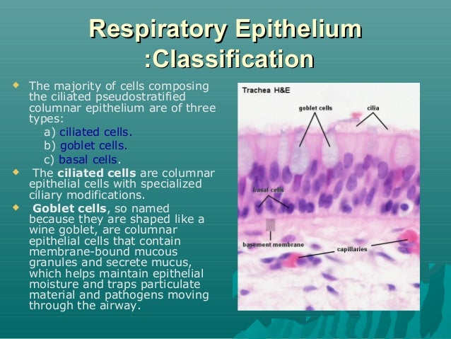 Respiratory epithelium