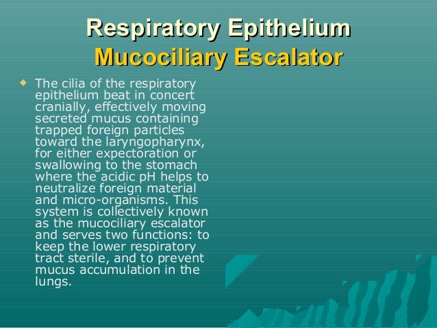 Respiratory Epithelium