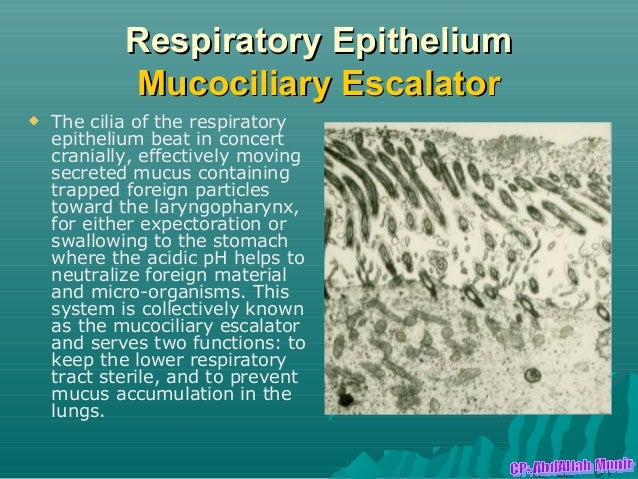 Respiratory Epithelium1