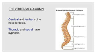 THE VERTEBRAL COLOUMN
Cervical and lumbar spine
have lordosis.
Thoracic and sacral have
kyphosis.
 
