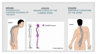 LORDOSIS
INWARD CURVE OF THE
LUMBAR SPINE.
KYPHOSIS
EXAGGERATED,
FORWARD ROUNDING OF
THE BACK
SCOLIOSIS
SIDEWAYS CURVATURE
OF THE SPINE
 