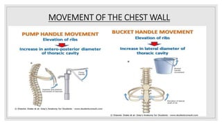 MOVEMENT OF THE CHEST WALL
 