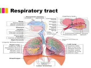 Respiratory tract
 