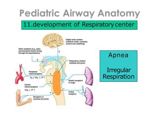 11.development of Respiratorycenter
Apnea
Irregular
Respiration
 