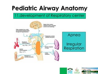Pediatric Airway Anatomy
11.development of Respiratory center
Apnea
Irregular
Respiration
 