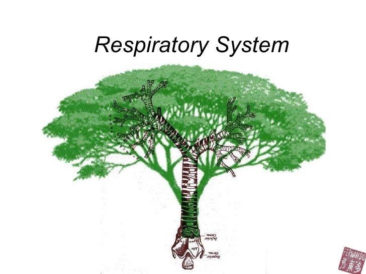 Top 10: Gasp-worthy Facts about the Respiratory System