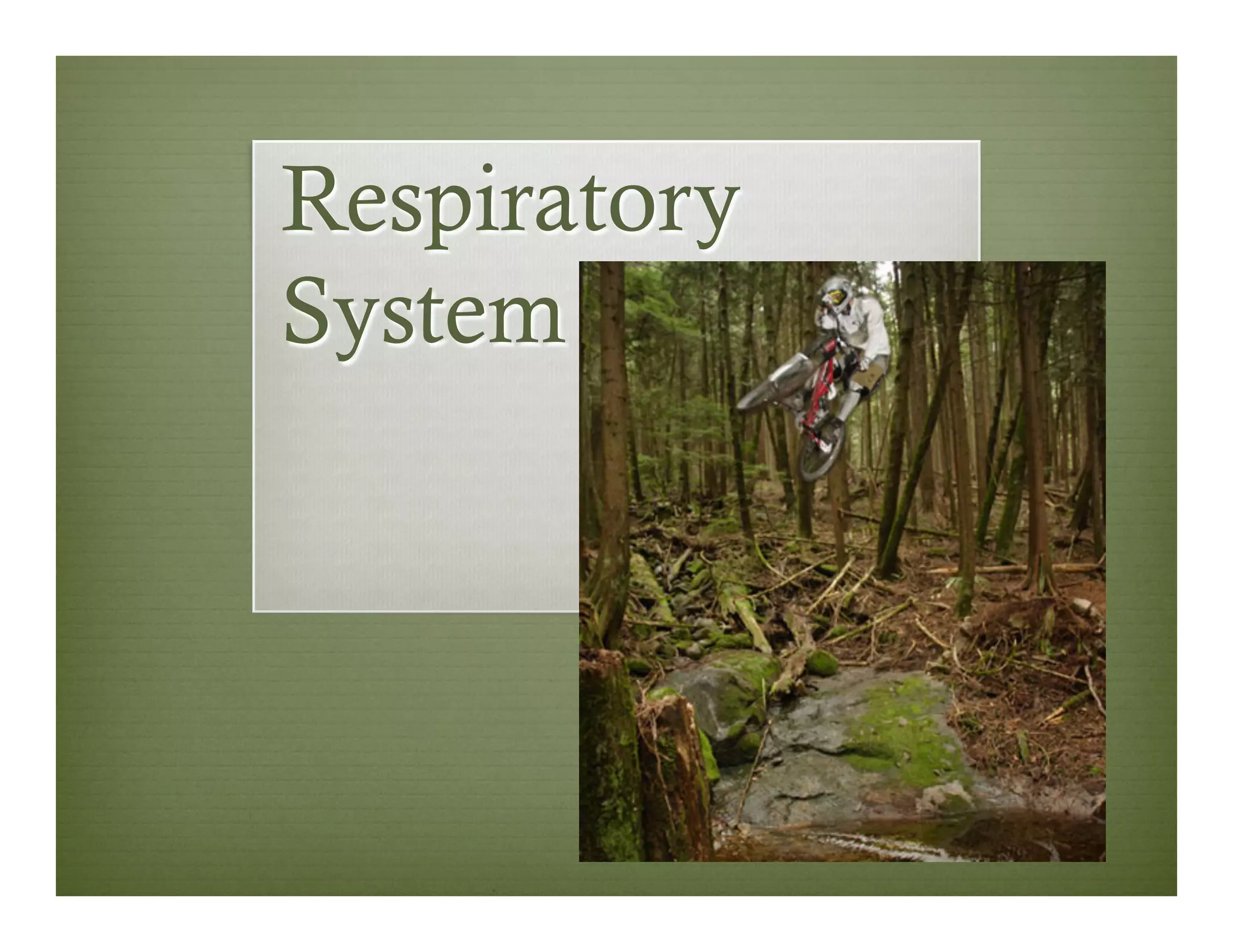 Respiratory
System
 