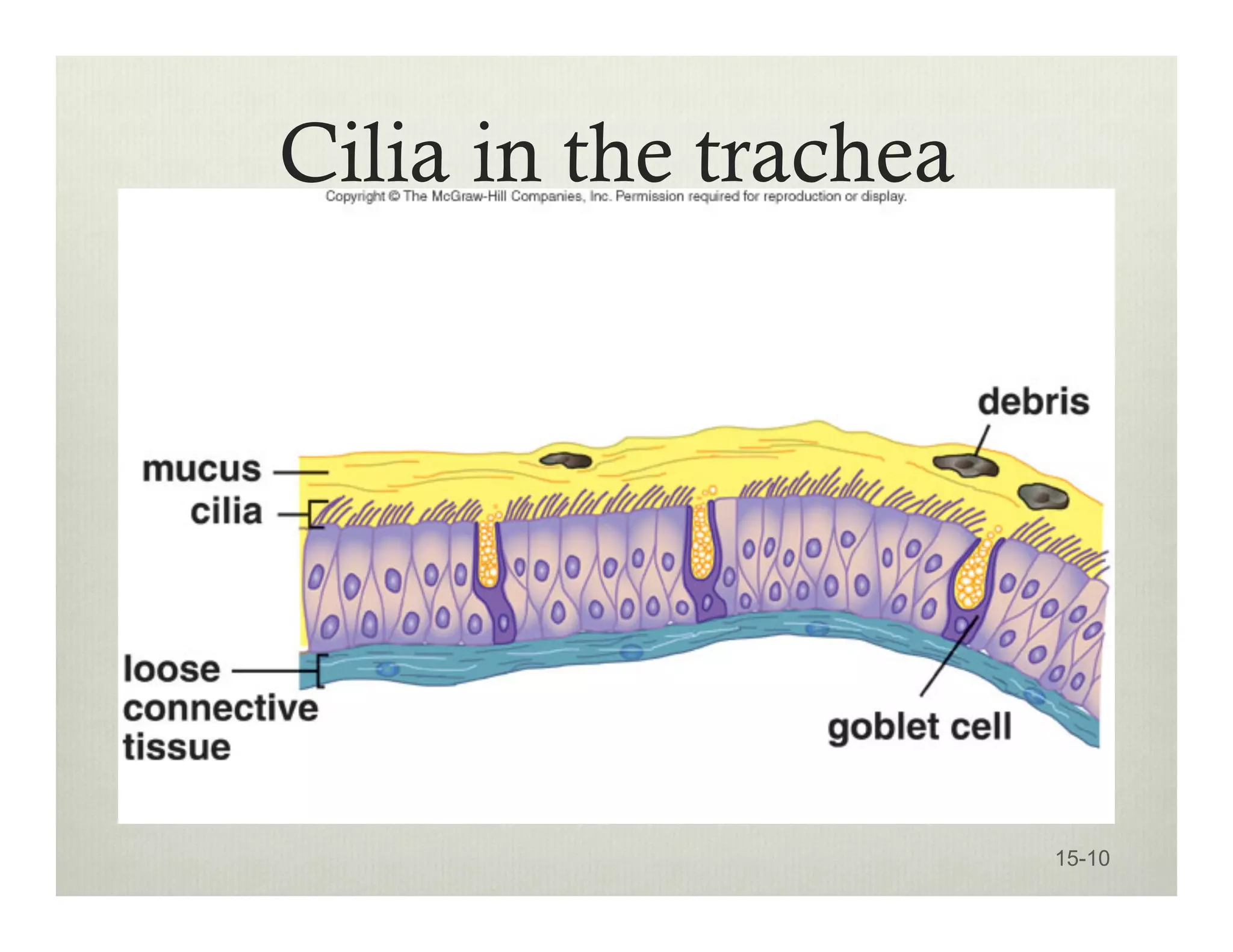 Cilia in the trachea
15-10
 