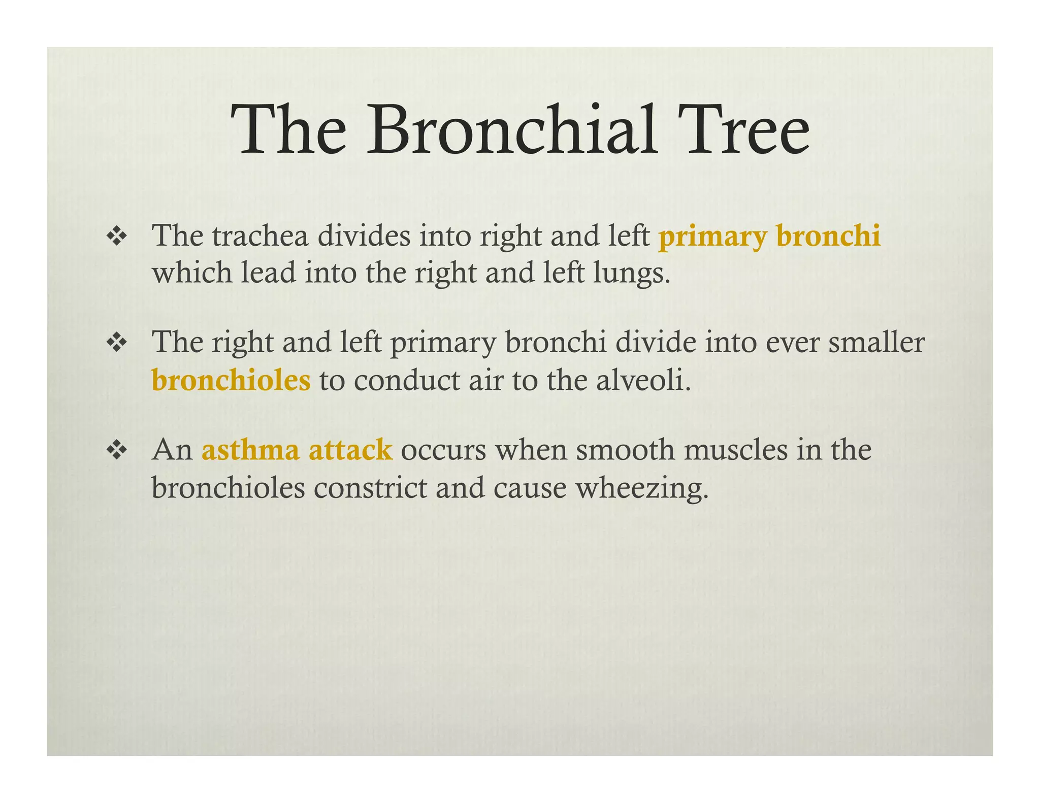 The Bronchial Tree
v  The trachea divides into right and left primary bronchi
which lead into the right and left lungs.
v  The right and left primary bronchi divide into ever smaller
bronchioles to conduct air to the alveoli.
v  An asthma attack occurs when smooth muscles in the
bronchioles constrict and cause wheezing.
 