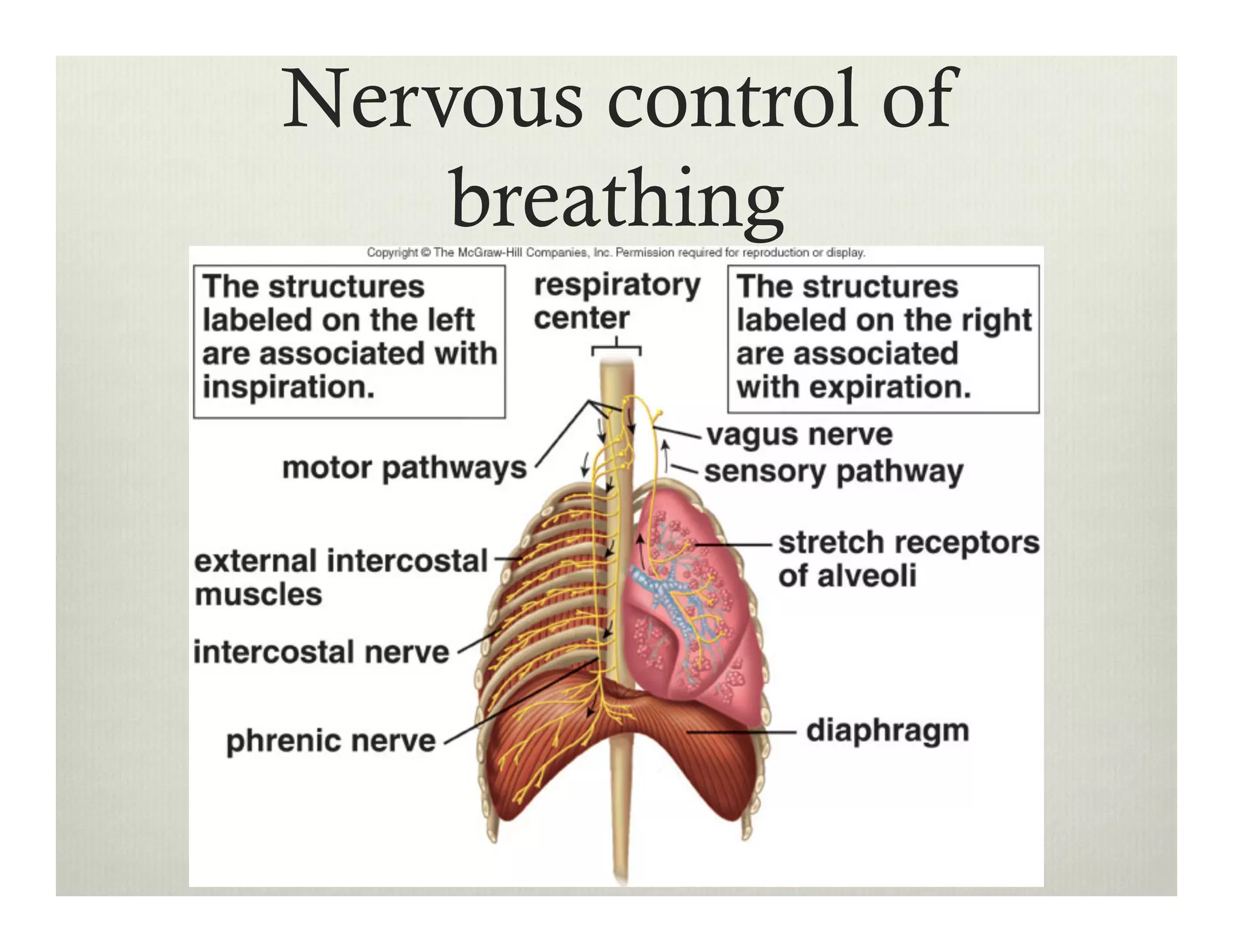 Nervous control of
breathing
 