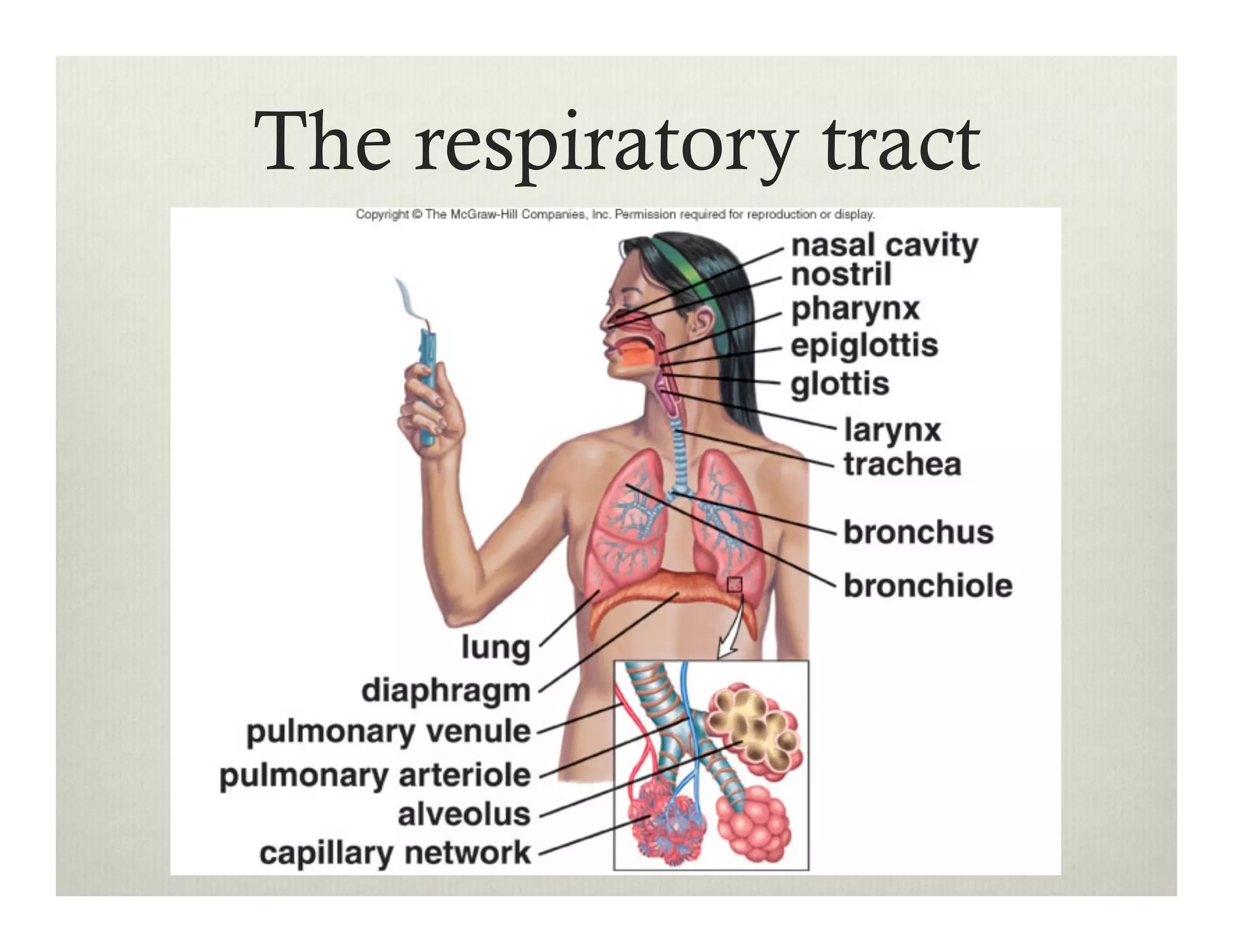 The respiratory tract
 