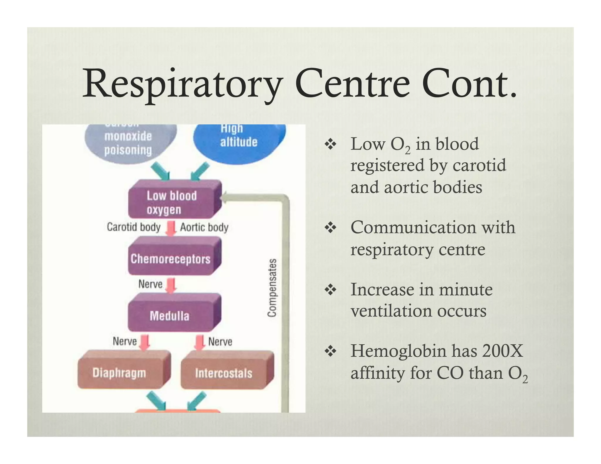 v  Low O2 in blood
registered by carotid
and aortic bodies
v  Communication with
respiratory centre
v  Increase in minute
ventilation occurs
v  Hemoglobin has 200X
affinity for CO than O2
Respiratory Centre Cont.
 