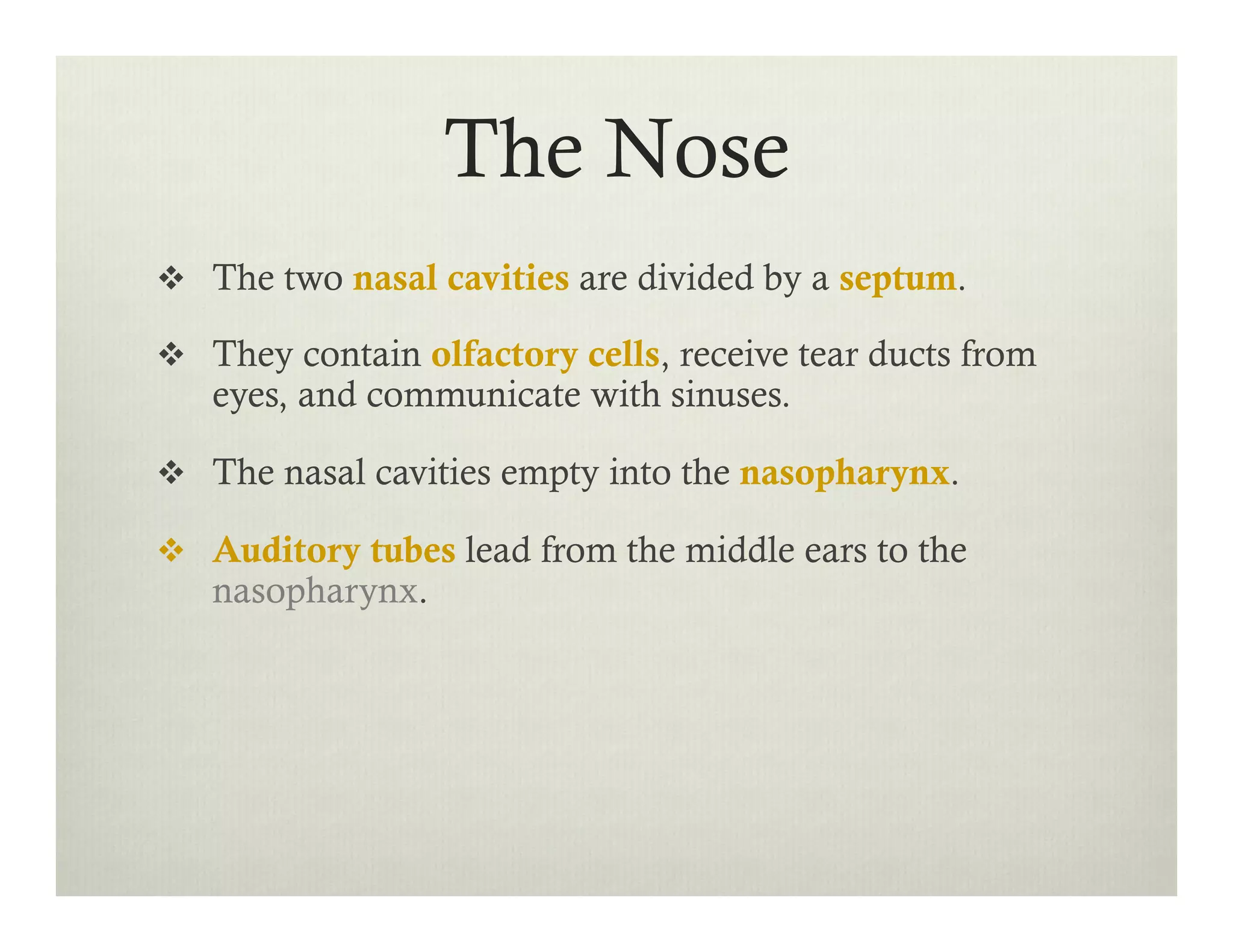 The Nose
v  The two nasal cavities are divided by a septum.
v  They contain olfactory cells, receive tear ducts from
eyes, and communicate with sinuses.
v  The nasal cavities empty into the nasopharynx.
v  Auditory tubes lead from the middle ears to the
nasopharynx.
 