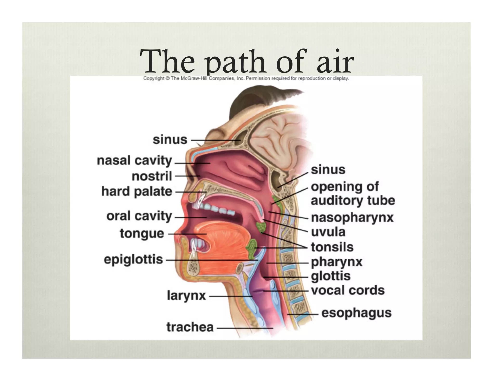 The path of air
 