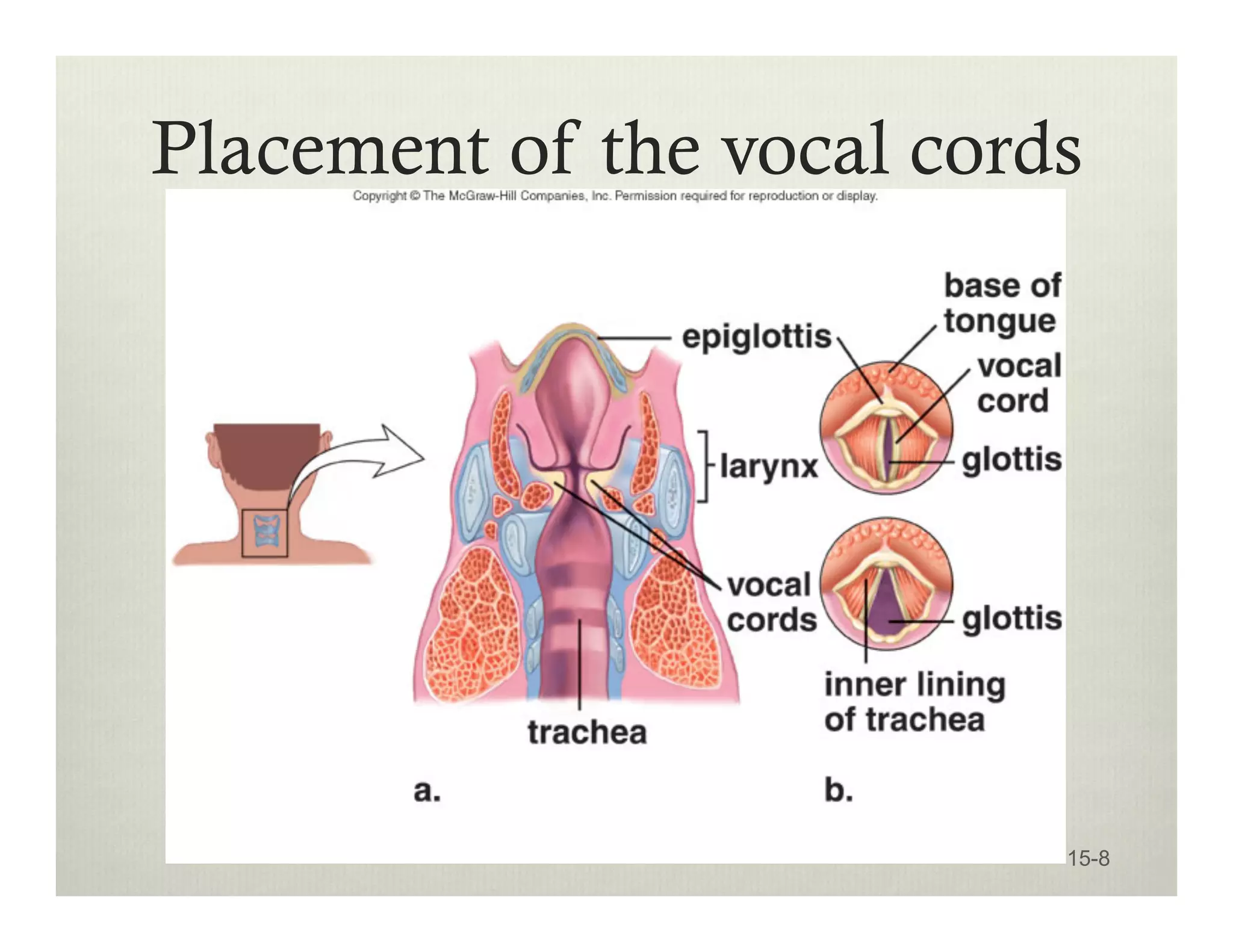 Placement of the vocal cords
15-8
 