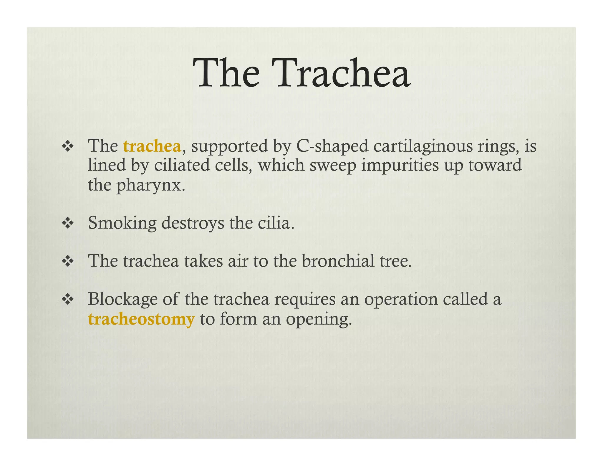 The Trachea
v  The trachea, supported by C-shaped cartilaginous rings, is
lined by ciliated cells, which sweep impurities up toward
the pharynx.
v  Smoking destroys the cilia.
v  The trachea takes air to the bronchial tree.
v  Blockage of the trachea requires an operation called a
tracheostomy to form an opening.
 