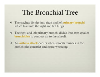 The Bronchial Tree
v  The trachea divides into right and left primary bronchi
which lead into the right and left lungs.
v  The right and left primary bronchi divide into ever smaller
bronchioles to conduct air to the alveoli.
v  An asthma attack occurs when smooth muscles in the
bronchioles constrict and cause wheezing.
 