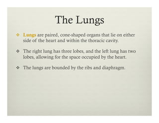 The Lungs
v  Lungs are paired, cone-shaped organs that lie on either
side of the heart and within the thoracic cavity.
v  The right lung has three lobes, and the left lung has two
lobes, allowing for the space occupied by the heart.
v  The lungs are bounded by the ribs and diaphragm.
 