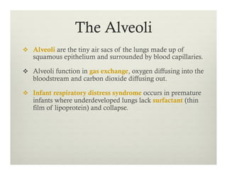 The Alveoli
v  Alveoli are the tiny air sacs of the lungs made up of
squamous epithelium and surrounded by blood capillaries.
v  Alveoli function in gas exchange, oxygen diffusing into the
bloodstream and carbon dioxide diffusing out.
v  Infant respiratory distress syndrome occurs in premature
infants where underdeveloped lungs lack surfactant (thin
film of lipoprotein) and collapse.
 
