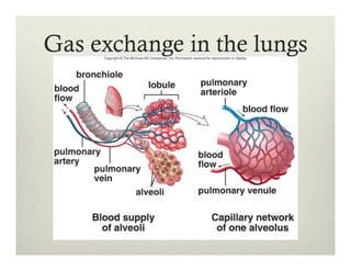 Gas exchange in the lungs
 